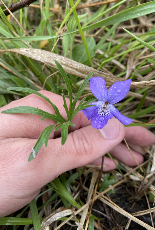 Prairie violet in the wild