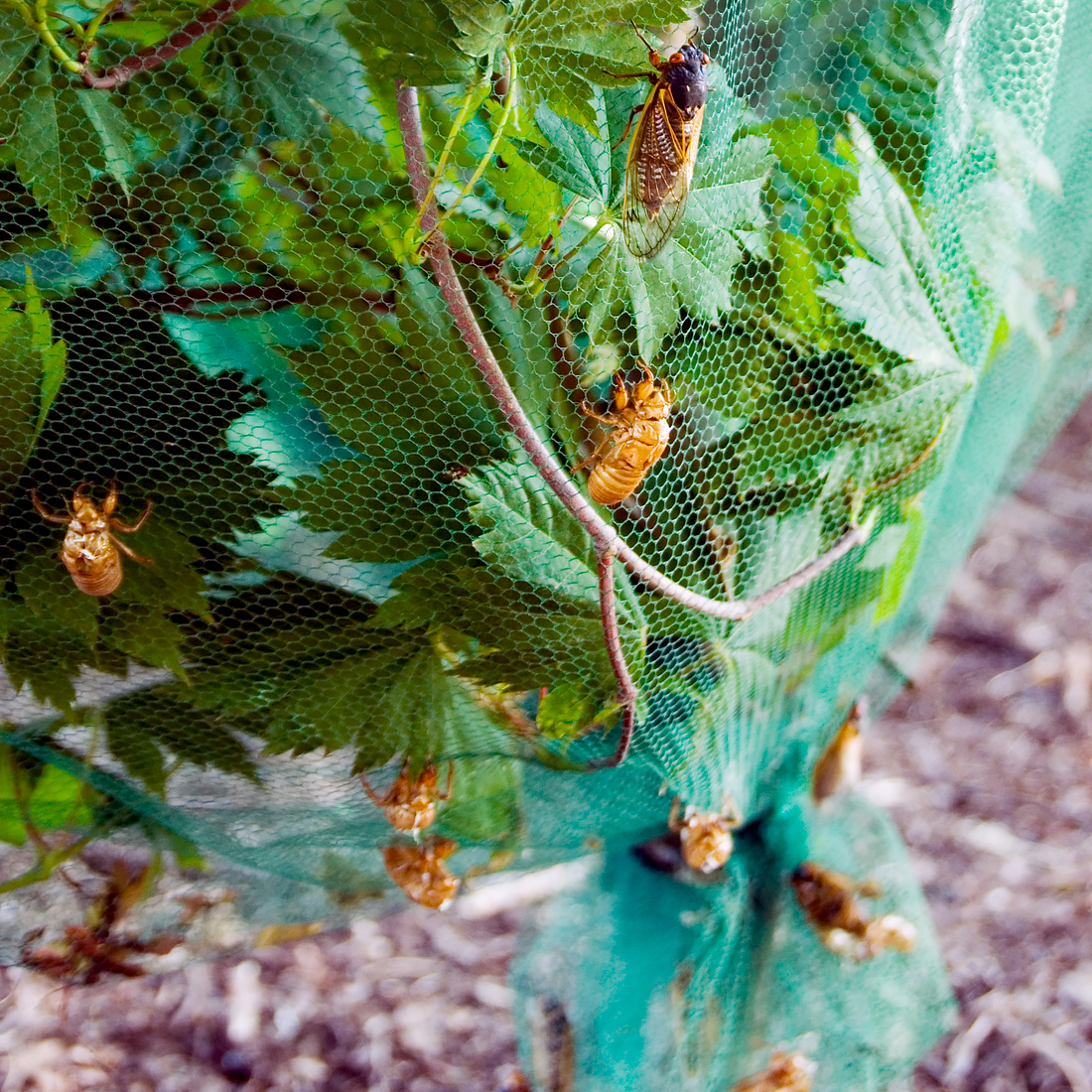 Cicadas on a Protected Tree