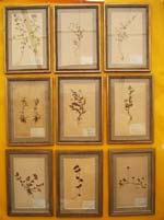 Botanical Prints