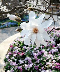 PHOTO: magnolia