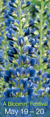Click here for more information on A Bloomin Festival