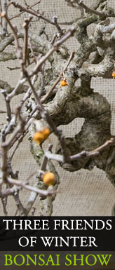 Bonsai Show