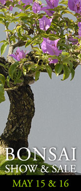 Bonsai Show and Sale