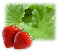 PHOTO: strawberries and rhubarb leaves