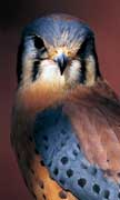 PHOTO: American Kestrel