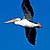 PHOTO: American White Pelican