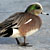 PHOTO: American Widgeon
