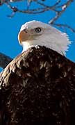 PHOTO: Bald Eagle