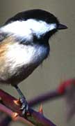 PHOTO: Black-capped Chickadee
