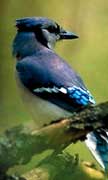 PHOTO: Blue Jay