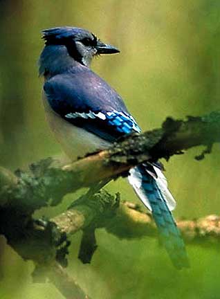 PHOTO: Blue jay