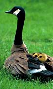 PHOTO: Canada Goose