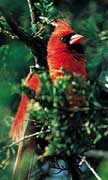 PHOTO: Cardinal