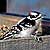 PHOTO: Downy Woodpecker