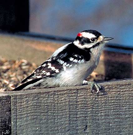 PHOTO: Downy Woodpecker