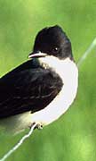PHOTO: Eastern Kingbird