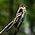 PHOTO: Eastern wood pewee