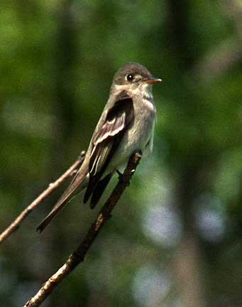 PHOTO: Eastern wood pewee