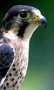 PHOTO: Peregrine Falcon