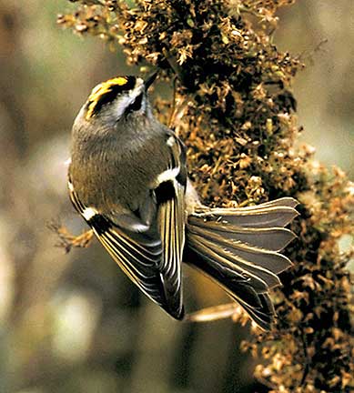 PHOTO: Golden-crowned Kinglet