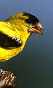 PHOTO: American Goldfinch