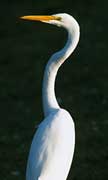 PHOTO: Great Egret