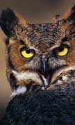 PHOTO: Great Horned Owl