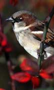 PHOTO: House Sparrow