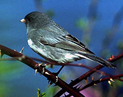 PHOTO: Dark-eyed Junco
