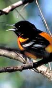 PHOTO: Northern Oriole