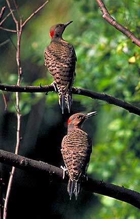 PHOTO: Northern flicker