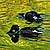 PHOTO: Northern Shoveler