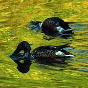 PHOTO: Northern Shoveler