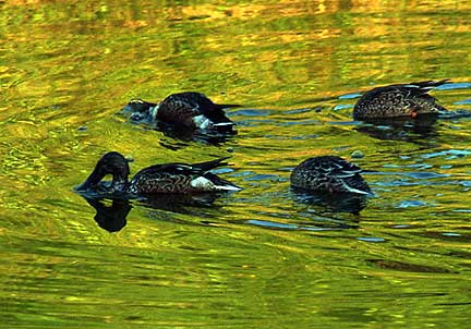 PHOTO: Northern Shoveler