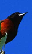 PHOTO: Orchard Oriole