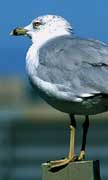 PHOTO: Ring-billed Gull