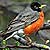 PHOTO: American Robin