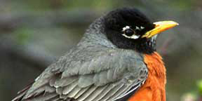 PHOTO: American Robin