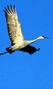 PHOTO: Sandhill Crane
