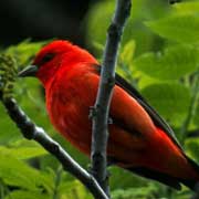 PHOTO: Scarlet Tanager