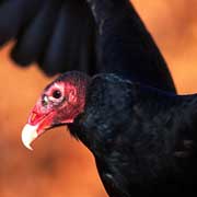 PHOTO: Turkey Vulture