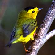 PHOTO: Wilson's Warbler