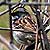 PHOTO: White-throated sparrow