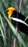 PHOTO: Yellow-headed Blackbird