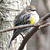 PHOTO: Yellow-rumped Warbler