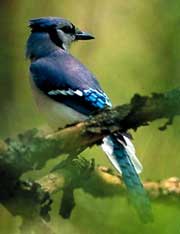 PHOTO: Blue Jay