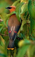 PHOTO: Cedar Wax Wing