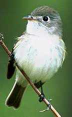 PHOTO: Flycatcher