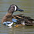 PHOTO: Blue-winged Teal