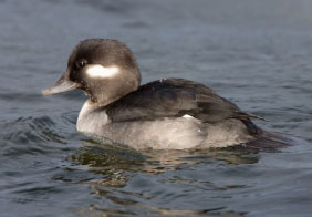 PHOTO: Buffleheads